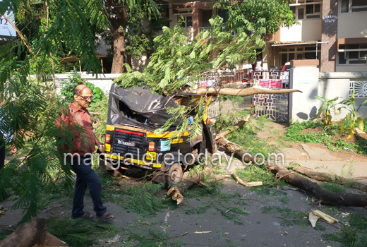 Tree falls on road near pandeshwar
